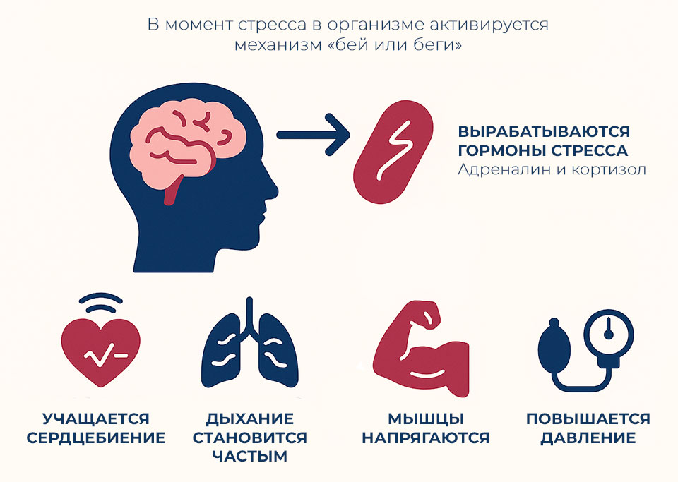 механизмы-запускающиеся-в-момент-стресса
