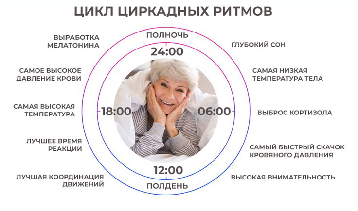 циркадные-ритмы-сигнализируют-организму-что-пора-засыпать циркадные-ритмы