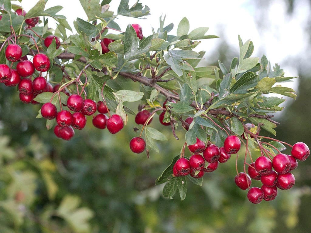 боярышник-однопестичный-Crataegus-monogyna
