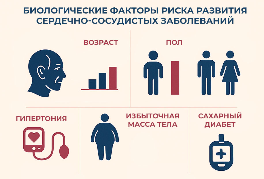 биологические-факторы-риска-сердечно-сосудистых-заболеваний